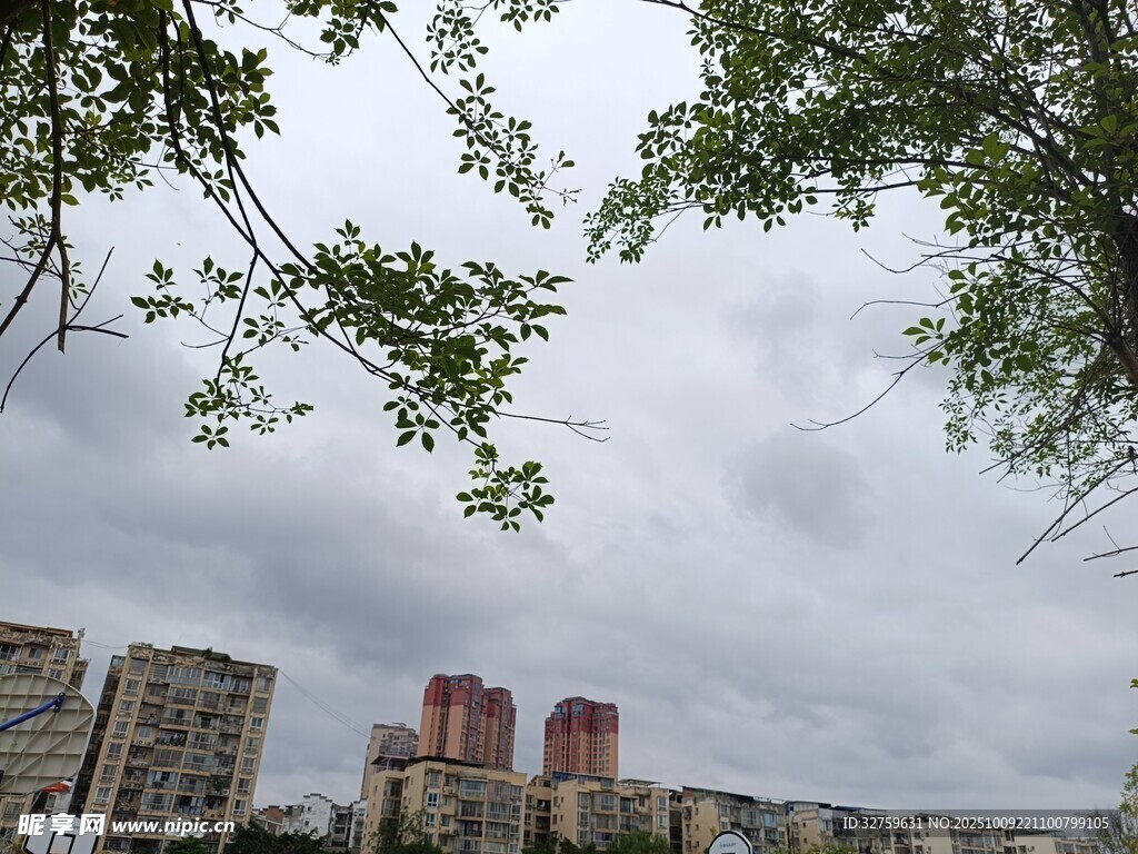城市楼宇与枝叶相映