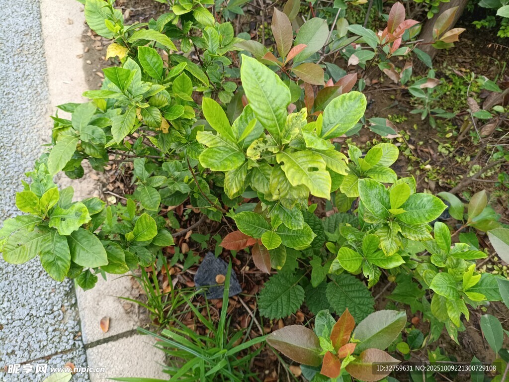 绿叶繁茂的路边植物