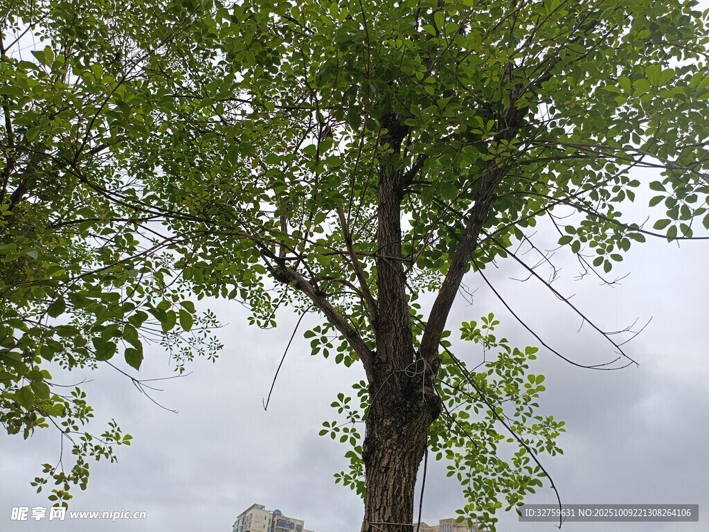 雨中挺立的翠绿树木