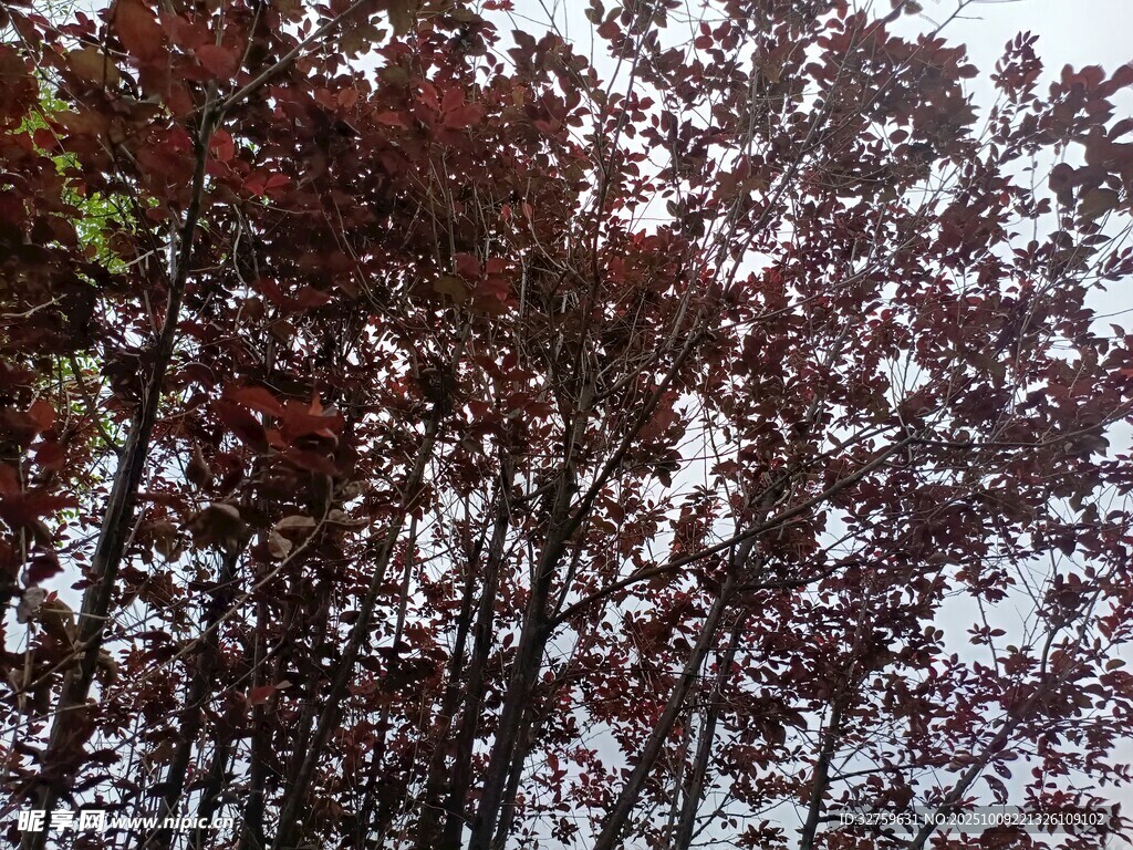 秋日红叶枫树景观