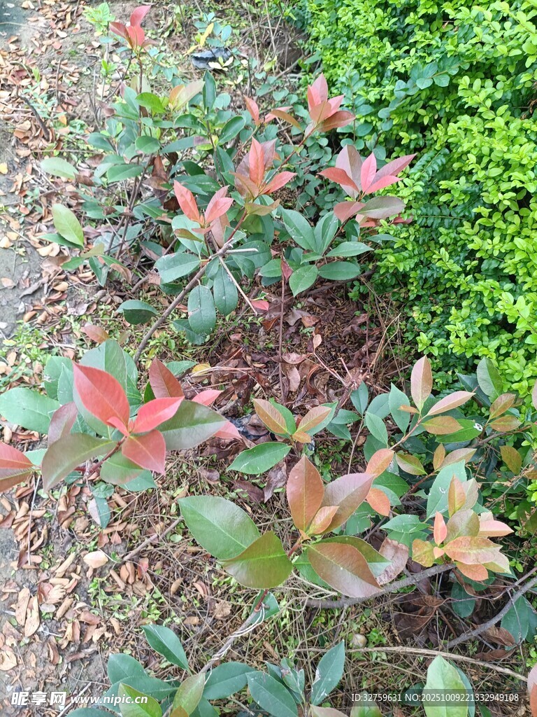 多彩叶片的植物景观