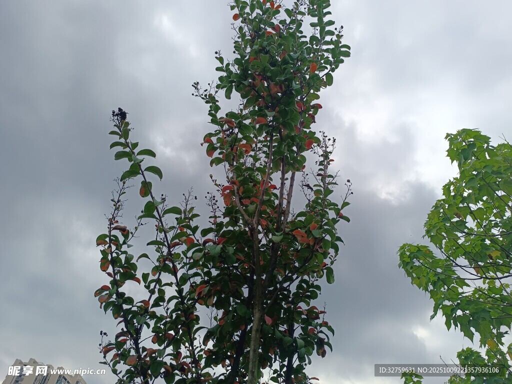 雨中挺立的繁茂树木