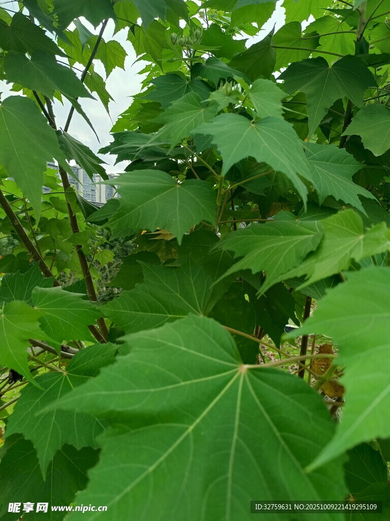 翠绿繁茂的植物叶片
