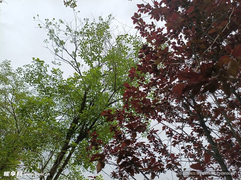 绿树红枫相映成趣