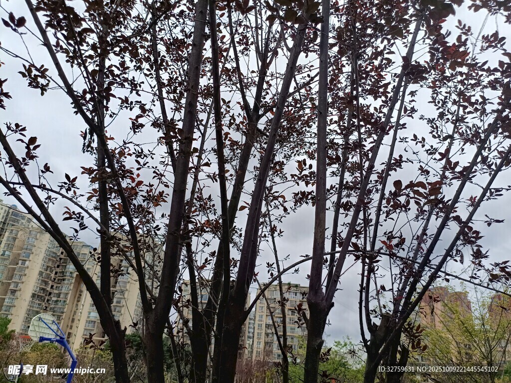 紫叶树木景观