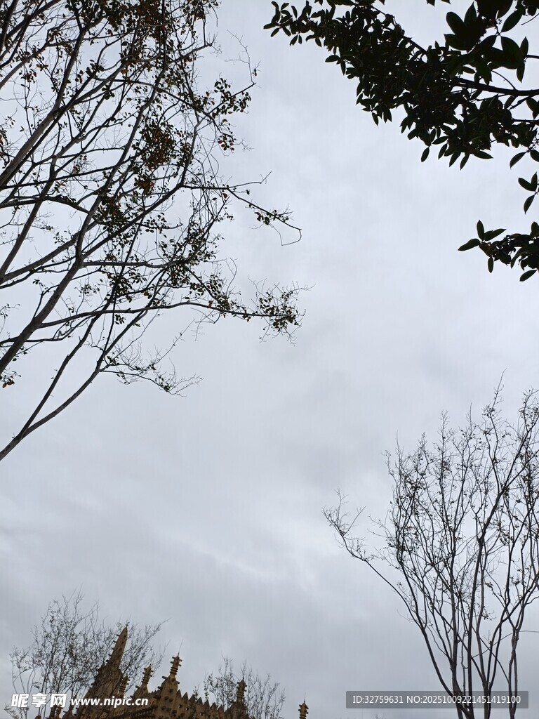阴天里的树木与远处建筑