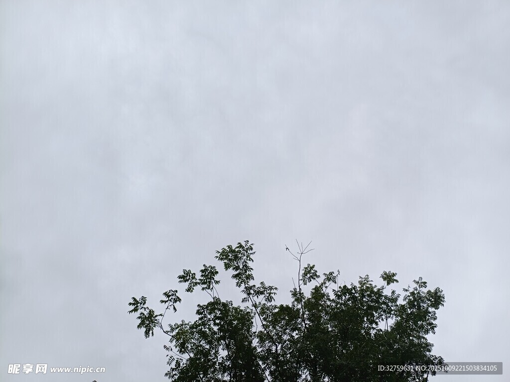 仰视天空下的繁茂树枝