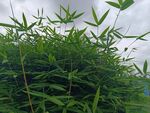 翠绿竹林景致