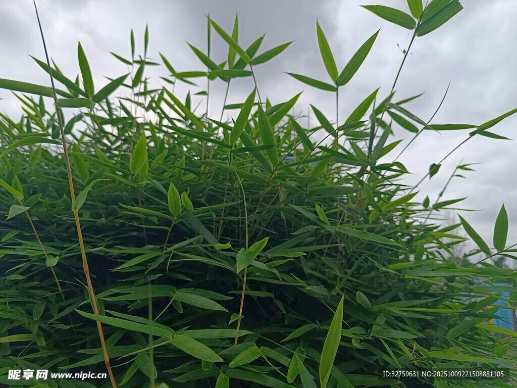翠绿竹林景致