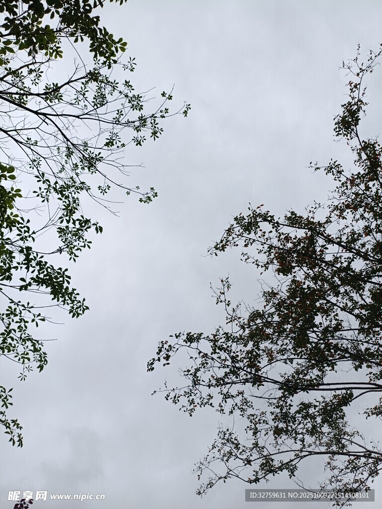 仰视天空中的繁茂树枝
