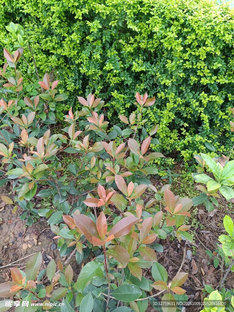 多彩植物与绿色灌木景观