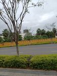 城市道路旁的绿植与树木