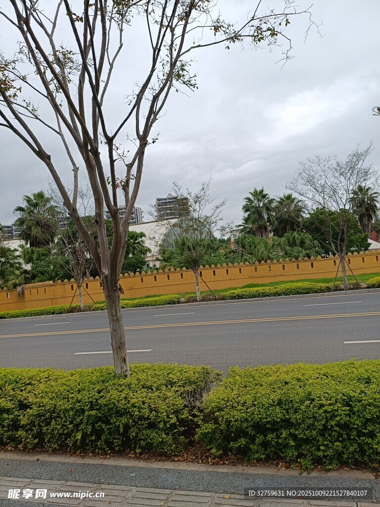 城市道路旁的绿植与树木