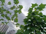 绿叶映衬下的城市天空