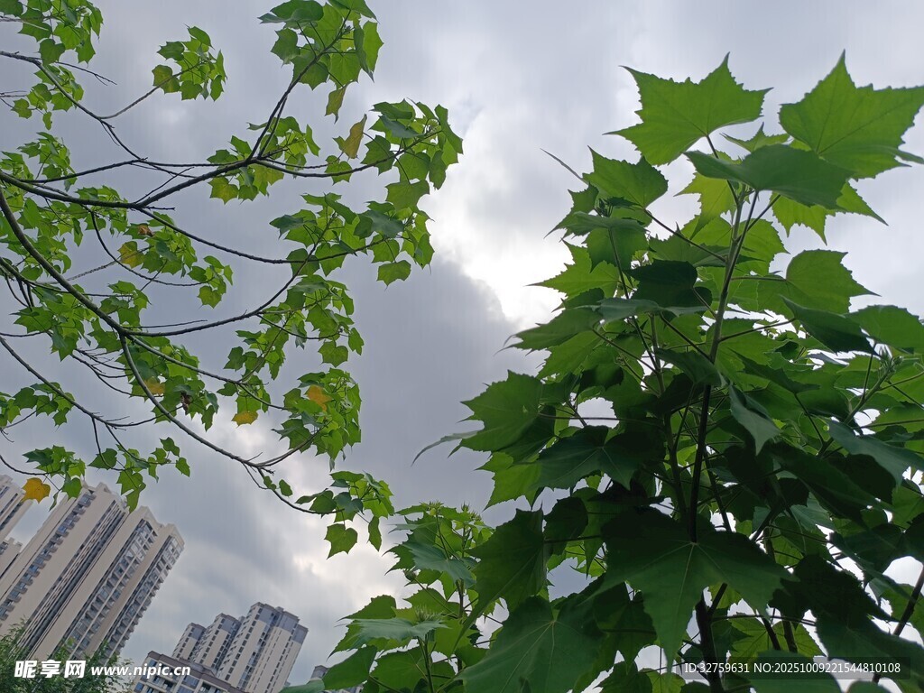 绿叶映衬下的城市天空