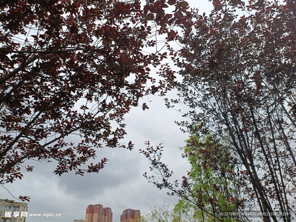 城市树梢间的天空景致