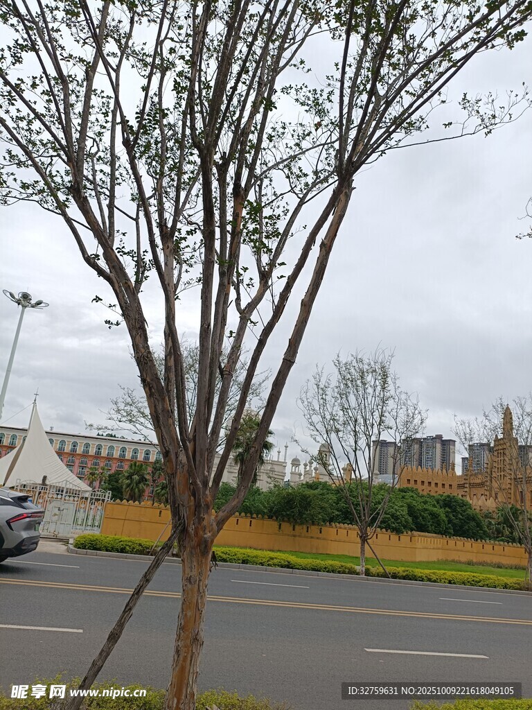 城市道路旁的树木景观