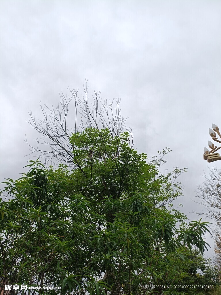 天空下的绿树与飞鸟