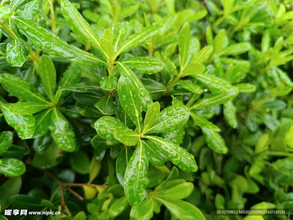 翠绿叶片上的晶莹水珠