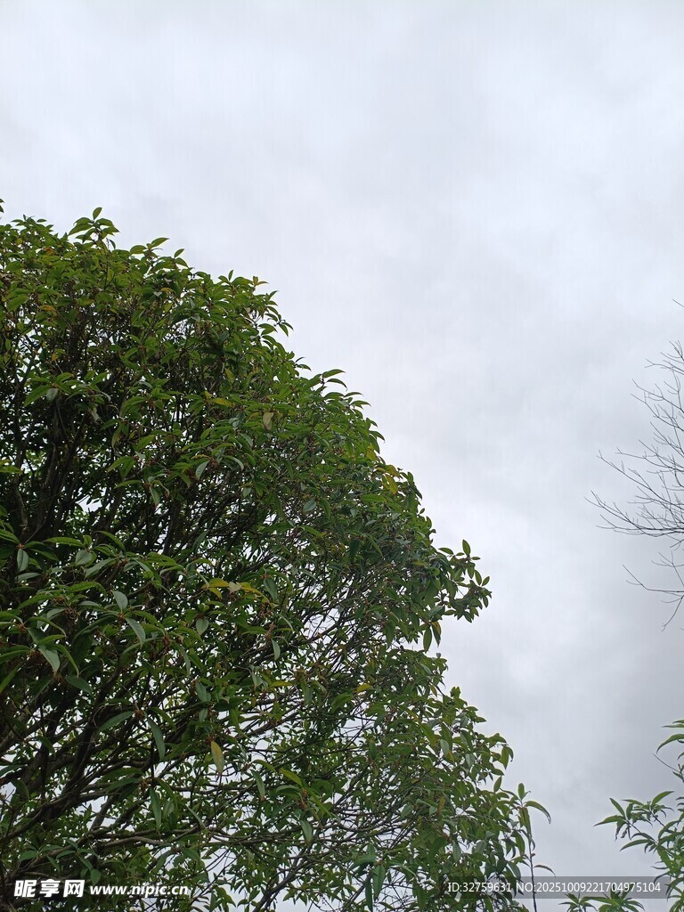 绿叶繁茂的大树