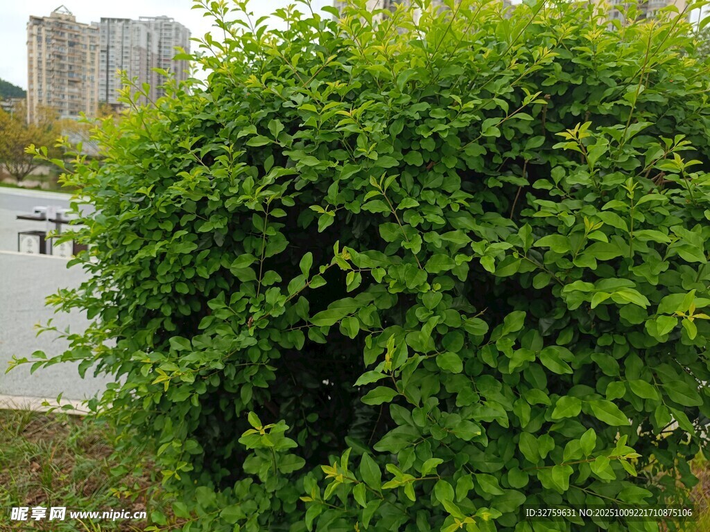 茂盛绿植灌木