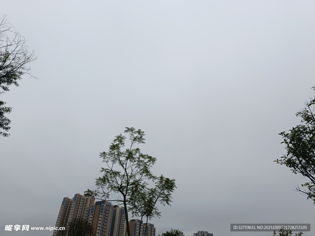 阴天中的树木与建筑