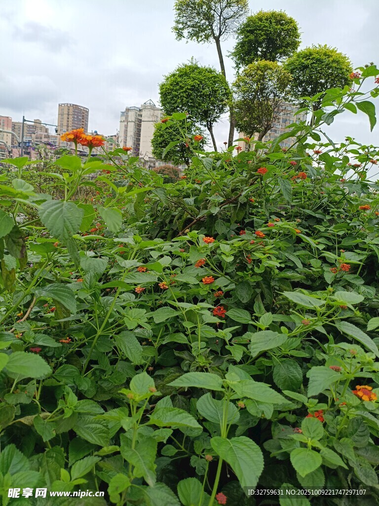 城市中的绿植景观
