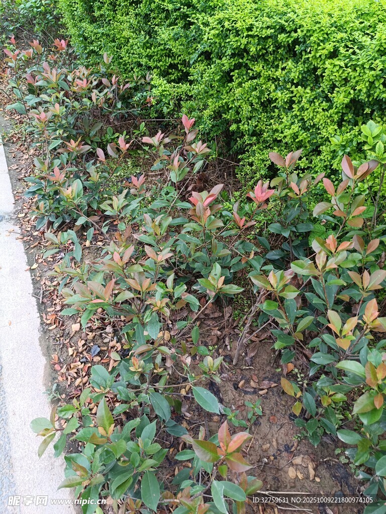 路边绿植花卉景观