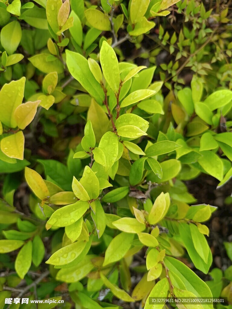 嫩绿叶片植物特写