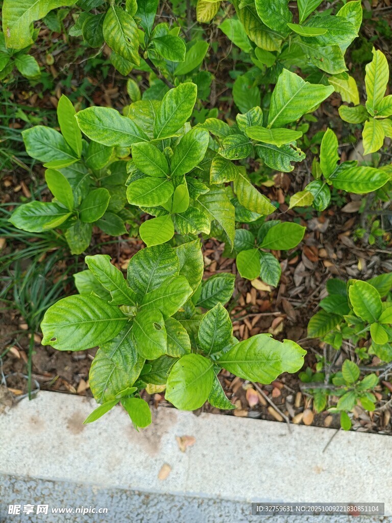绿叶植物近景特写