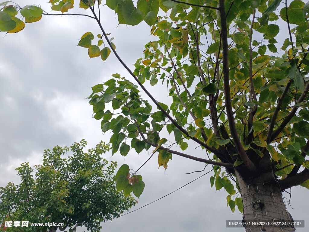 繁茂大树 
