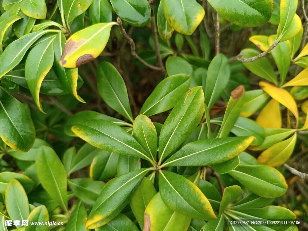 翠绿间泛黄的植物叶片