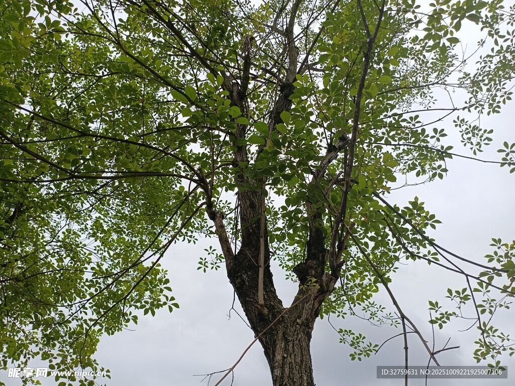 挺拔绿树 