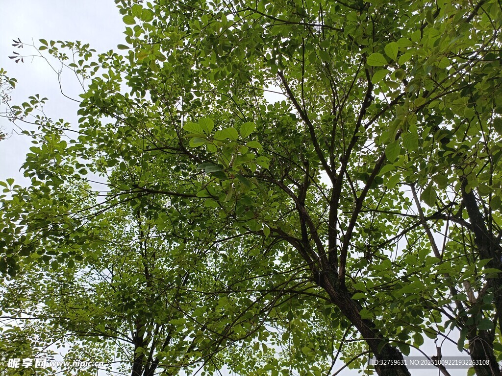 繁茂绿树 