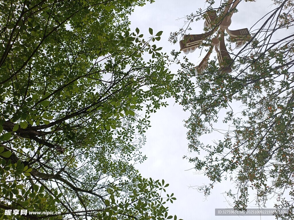 仰视绿树间的摩天轮