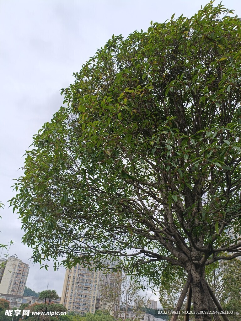 城市中茂盛的独棵大树