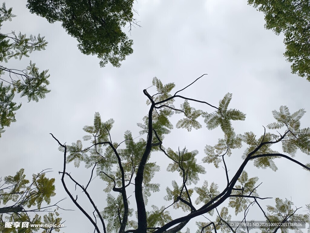 仰视树枝与天空的景致