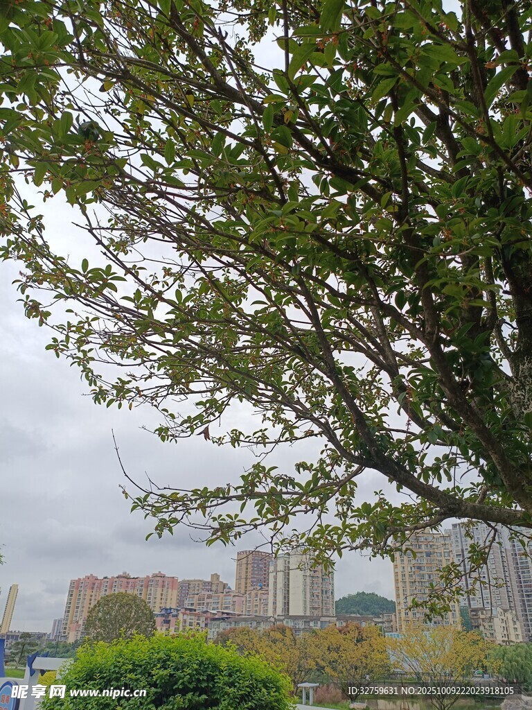 城市中茂盛的大树