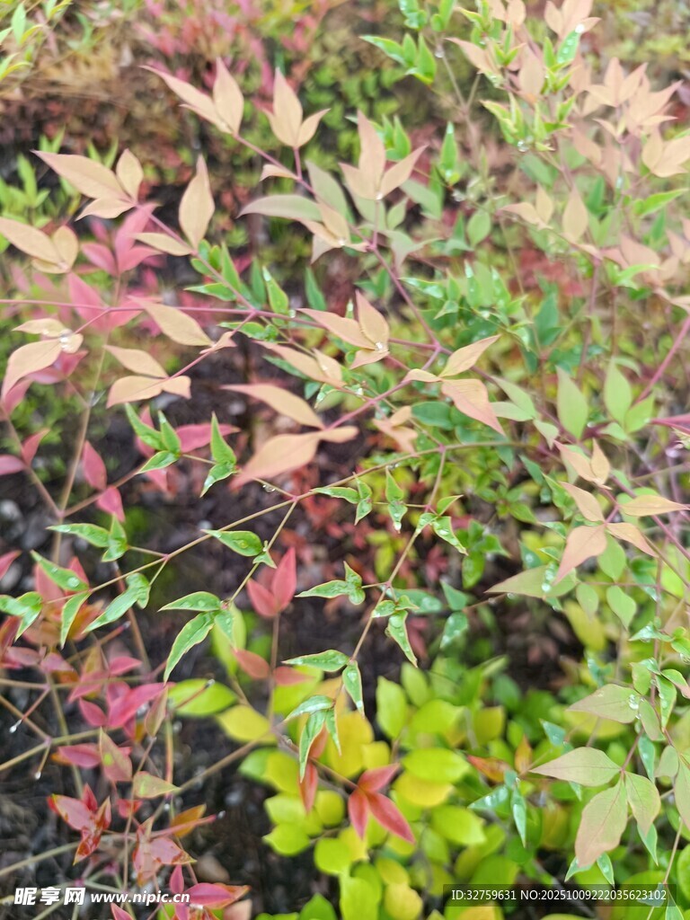 多彩斑斓的植物景观