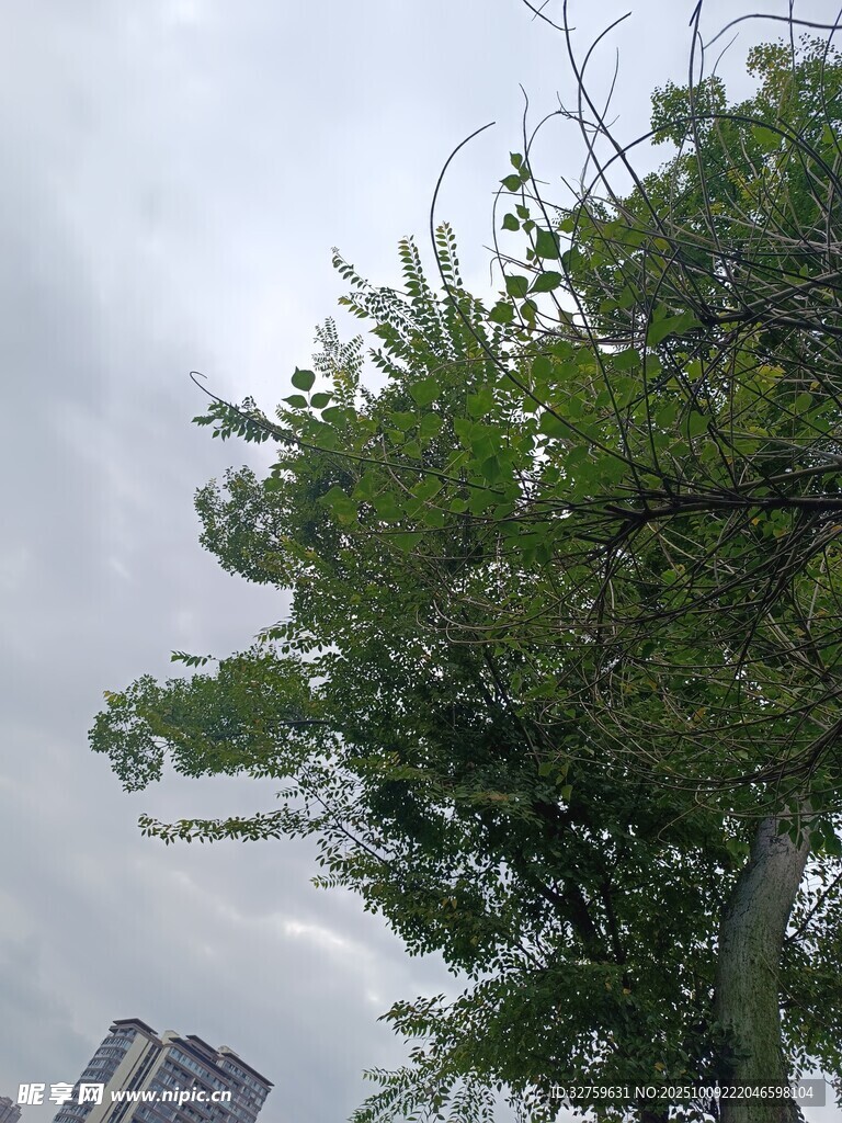 天空下的绿树与远处建筑