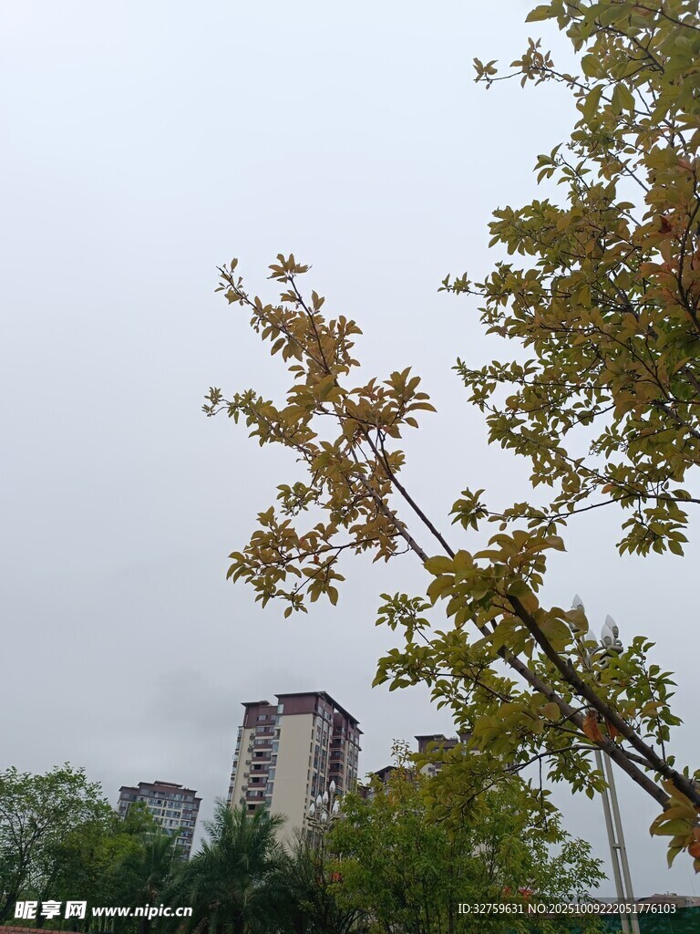 城市中枝叶繁茂的树木