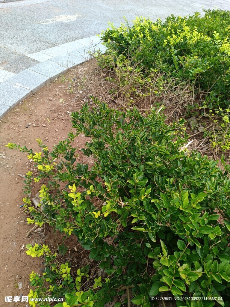 圆形花坛中的绿植景观