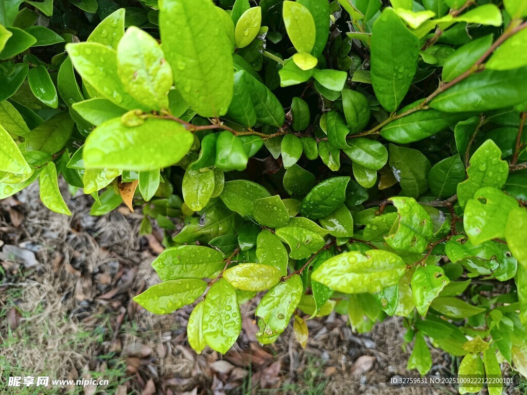 翠绿繁茂的灌木丛