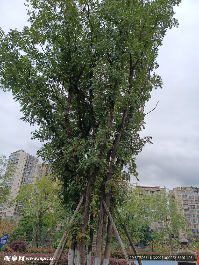 城市中被支撑的茂盛大树