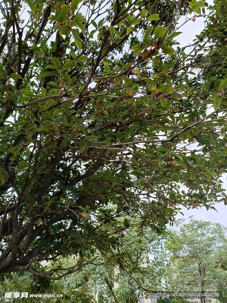 繁茂绿树 