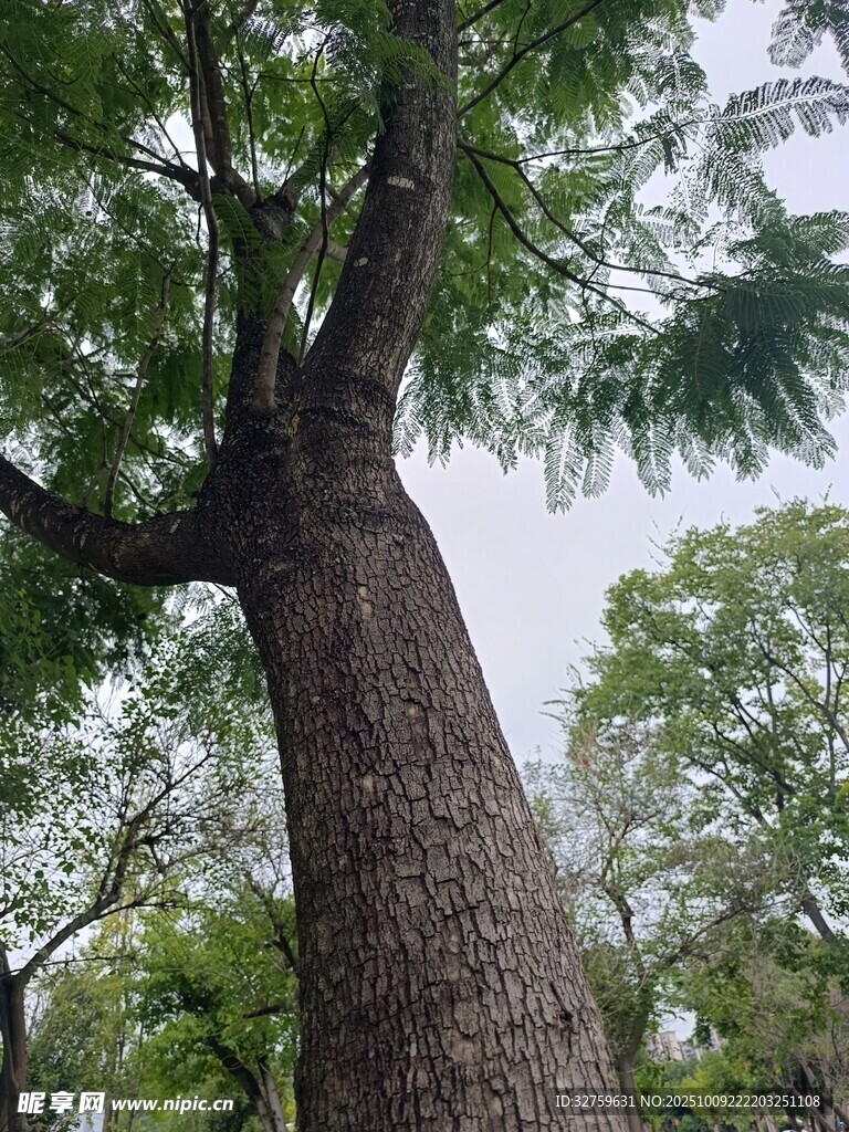 高大挺拔的茂盛树木