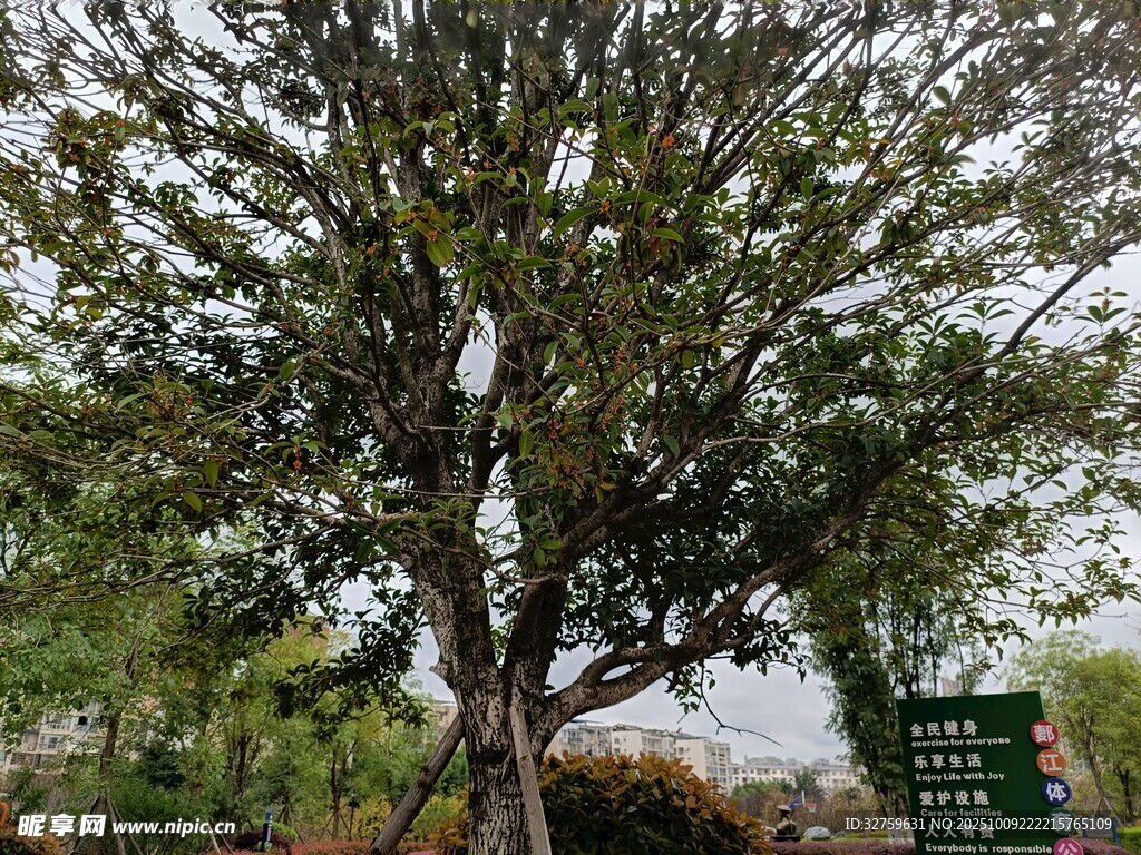 枝头挂果的茂盛树木