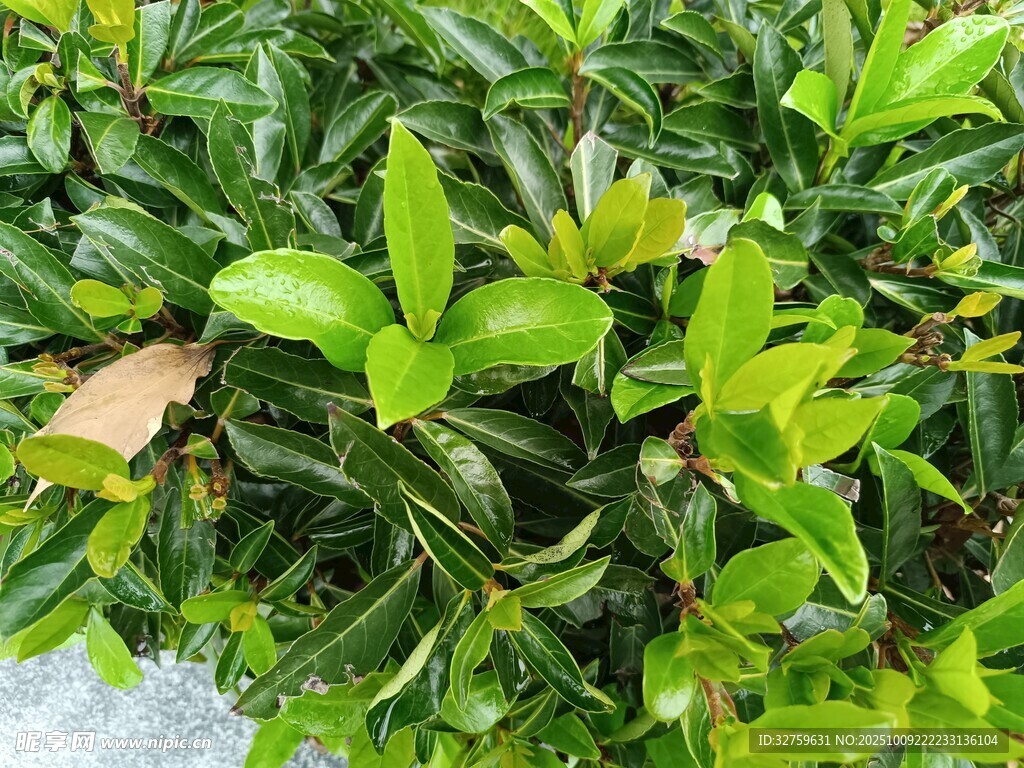 翠绿繁茂的植物叶片