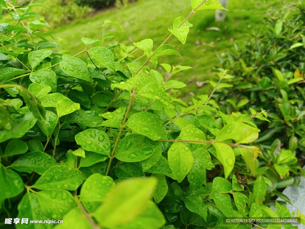 翠绿繁茂的清新植物景观