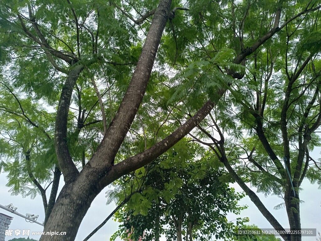 繁茂绿树展现自然生机
